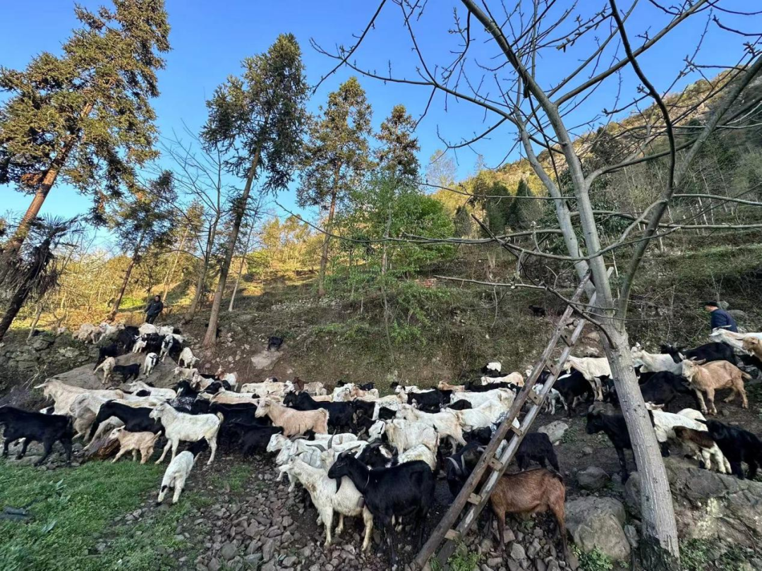 木场村生态养殖的羊