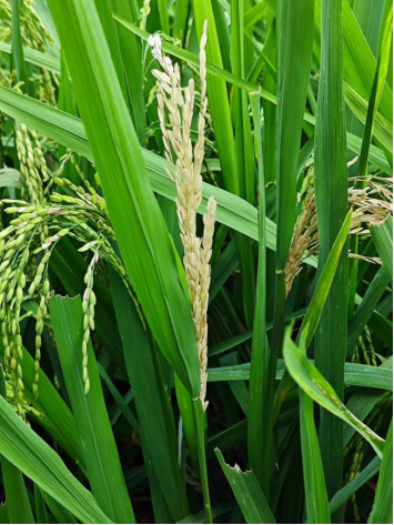 白粳1号水稻品种简介图片